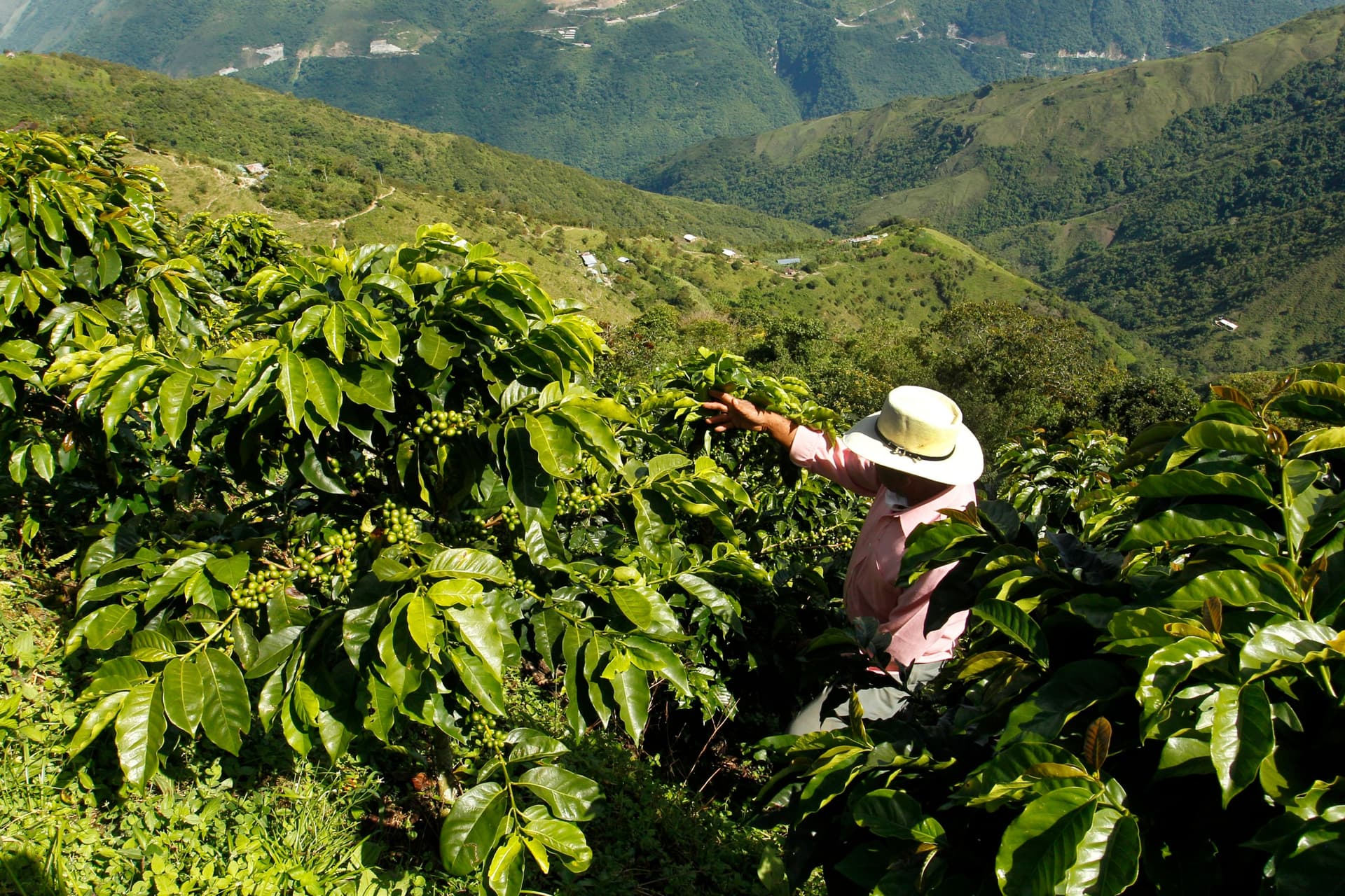 Visiting a Coffee Plantation in Colombia