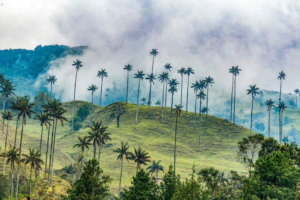 Discovery of Cocora Valley and its wax palms