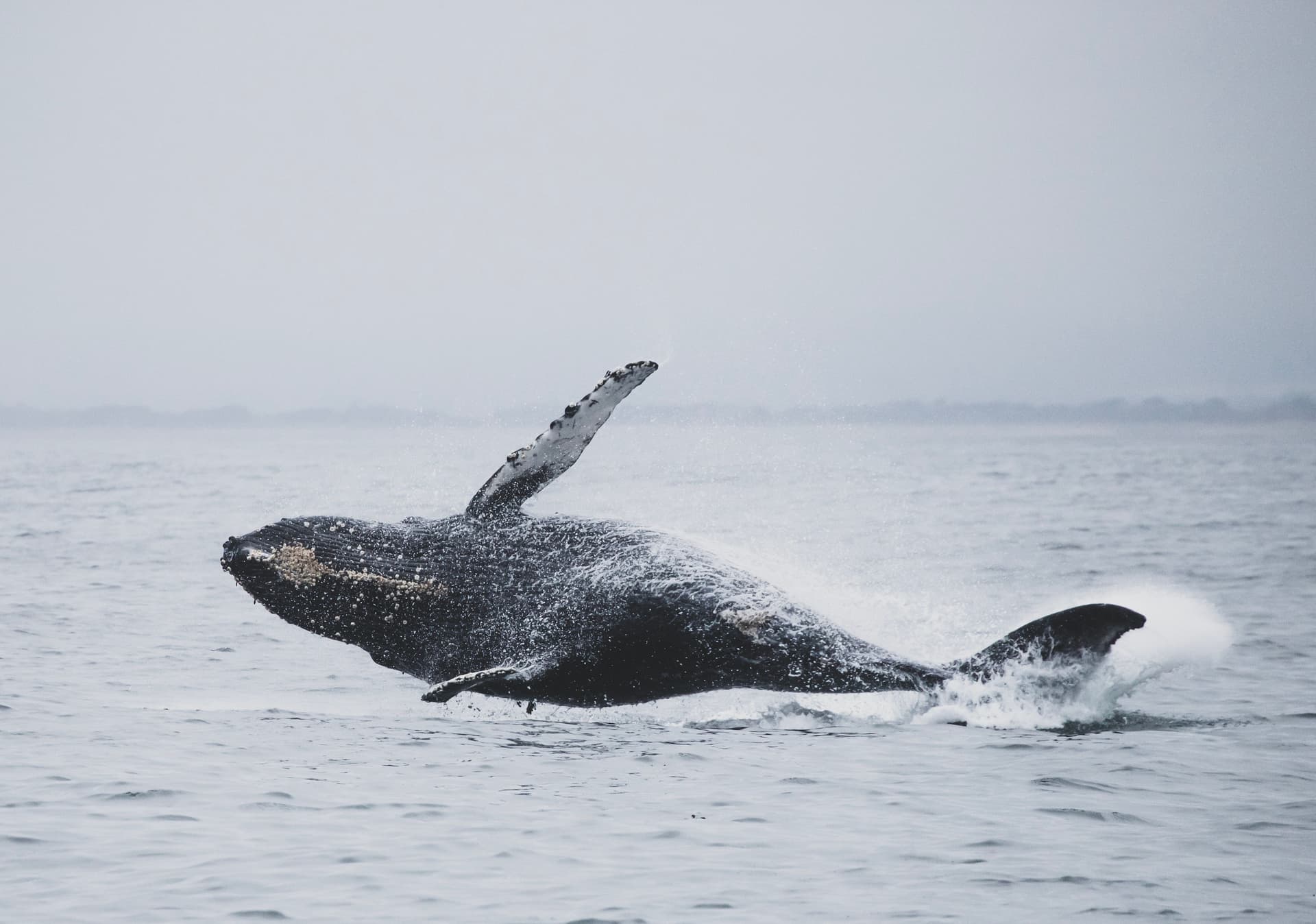 Humpback Whale Watching in the Nuquí Region