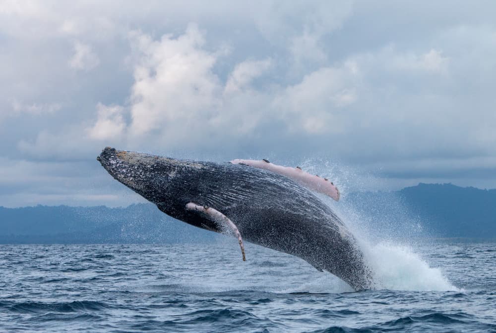 Where to See Whales in Colombie?